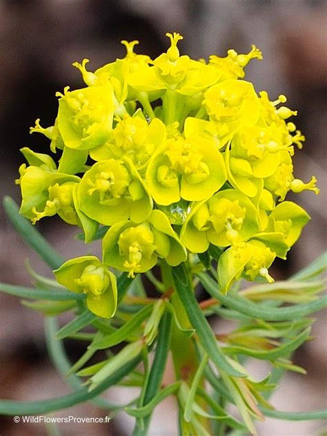 Mapa rozšírenia Euphorbia cyparissias v Európe