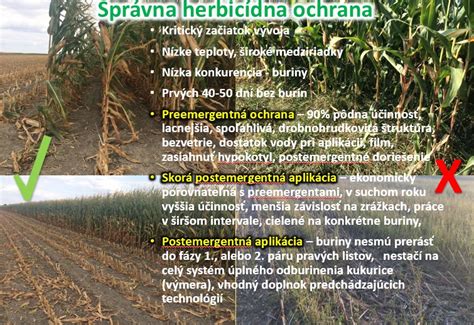 Herbicídna ochrana proti burinám v cukrovej repe
