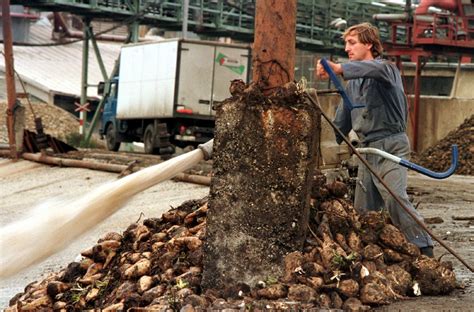 Dopady klimatických zmien na pestovanie cukrovej repy