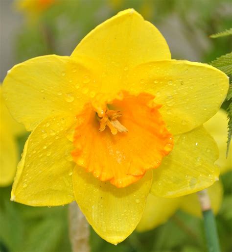 Detail žltého narcisu