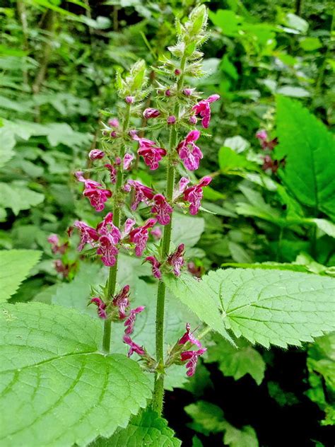 Čistec lesný (Stachys sylvatica) s fialovými kvetmi
