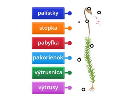 Schematické znázornenie fialky trojfarebnej s popisom liečivých častí