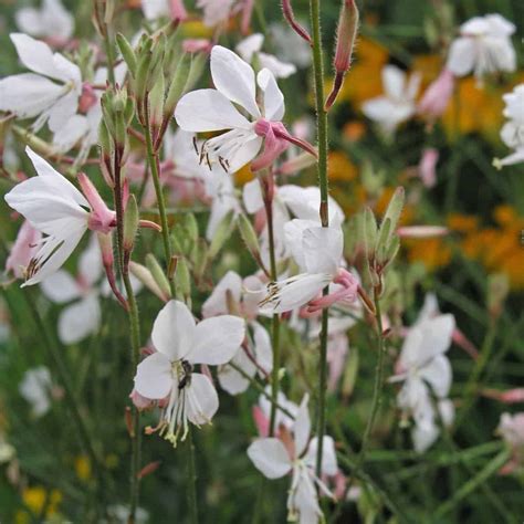 Gaura pestovaná v nádobe na balkóne