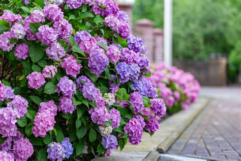 rozkvitnutý ker hortenzie veľkolistej v záhrade