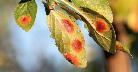 Ilustrácia problémov s listami peperomie: žltnutie, hnedé škvrny, vädnutie