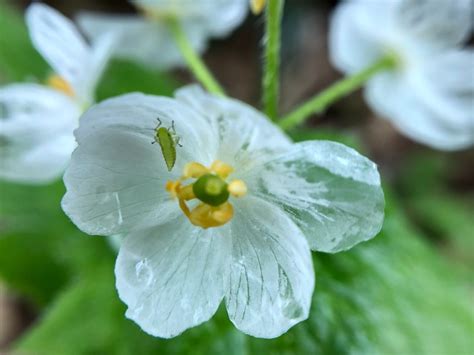 Fotografia kvetu Diphylleia grayi pred a po kontakte s vodou