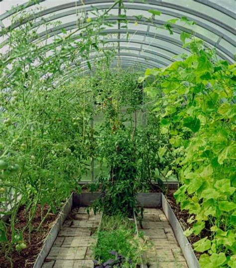 Pestovanie paradajok v skleníku s horúcim záhonom