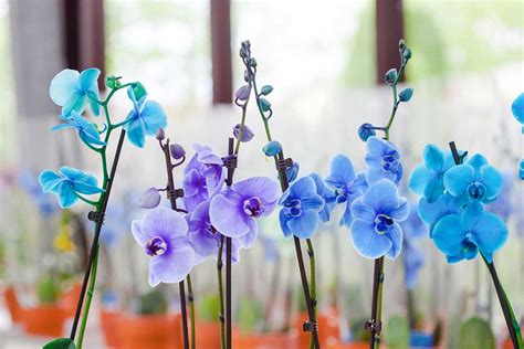 Ilustrácia farbenia modrej orchidey