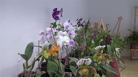 Mapa ideálnych zón pre pestovanie orchideí