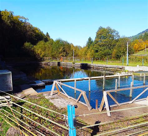 Umelý výter sivoňa potočného na farme