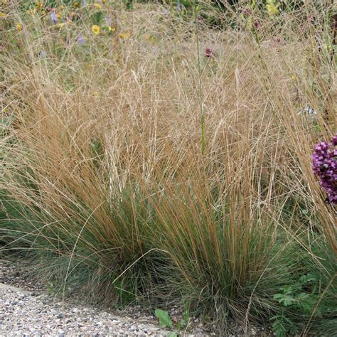 Festuca amethystina v modernom záhone