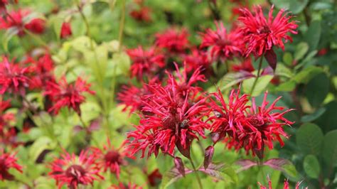 monarda v zmiešanom záhone