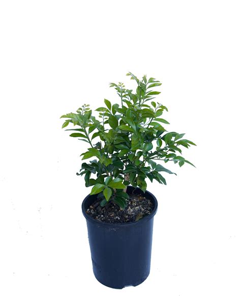 Murraya paniculata - kvety a listy