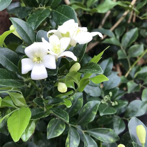 Murraya paniculata - pestovanie v interiéri