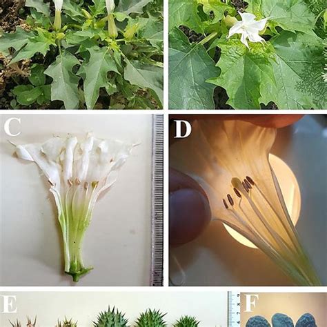 Morphology of Datura stramonium