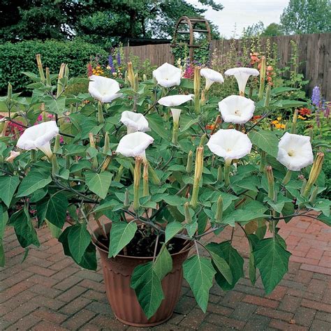 Planting Datura in pots