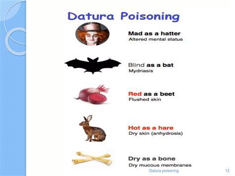 Graphic illustrating symptoms of Datura poisoning