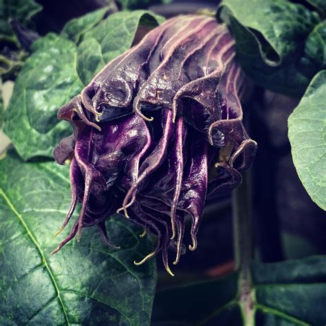 Symbolic representation of Datura in folklore