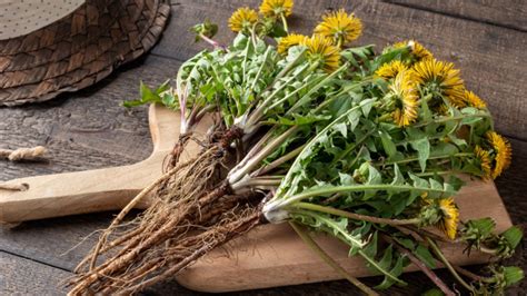 štruktúra púpavy lekárskej