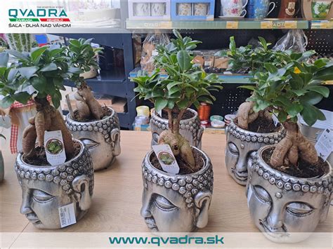 Výber trvaliek pre rôzne podmienky