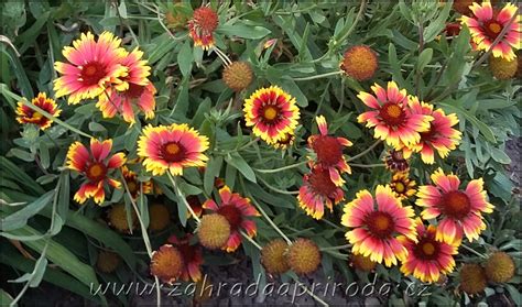 Gaillardia (kokarda) v plnom kvete