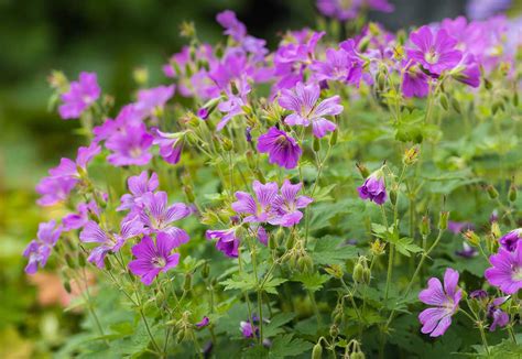 Geranium (pakost) s fialovými kvetmi