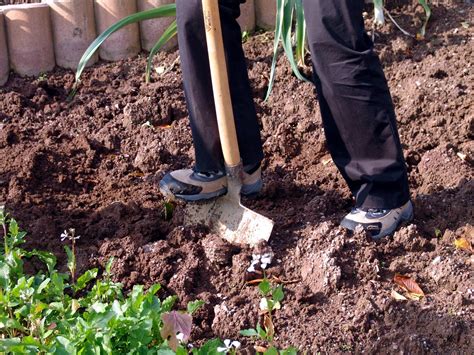 Profil pôdy vhodný pre pestovanie rýchlorastúcich drevín