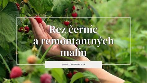 Porovnanie letných a remontantných malín