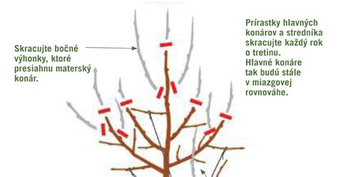 Ilustrácia správneho rezu malín