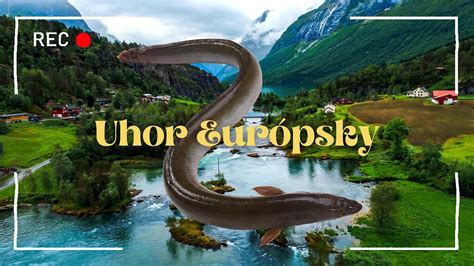 Úhor európsky, jeho vzhľad a typické znaky