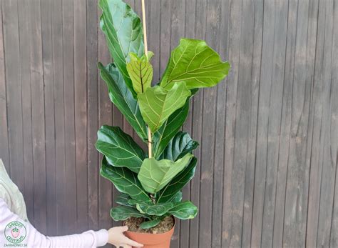 Fikus lýrovitolistý (Ficus Lyrata)