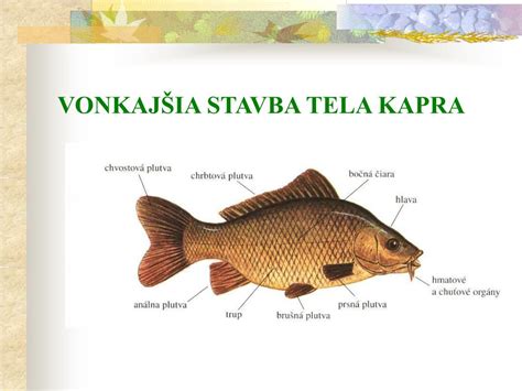 Anatómia kapra