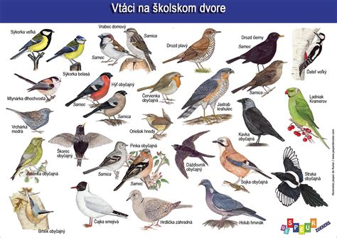 Typy lesných vtákov