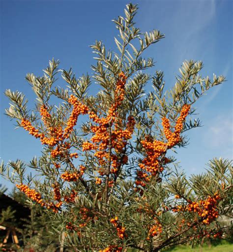 Rakytník rešetliakový plný oranžových plodov