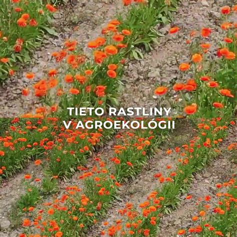 Rastlinné zložky Bronchipretu