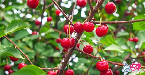 Kvitnúci strom čerešne vtáčej