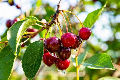 Zrelé čerešne na konári