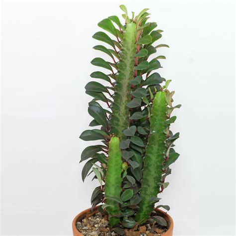 Detailný záber na trojhrannú stonku Euphorbia trigona s drobnými listami