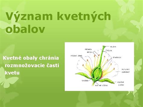 Schéma kvetných obalov