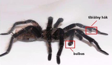 Bulbusy na pedipalpách samca pavúka