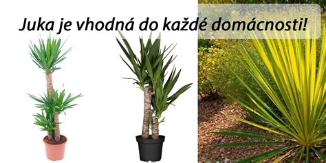 Rôzne druhy Juky a ich okrasné využitie