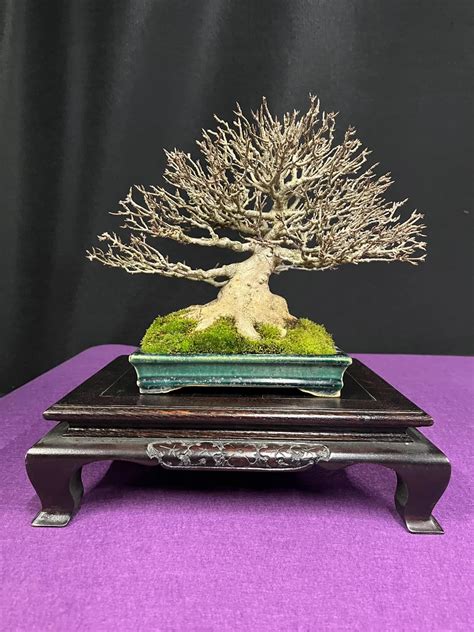 symbolika kovového bonsaja