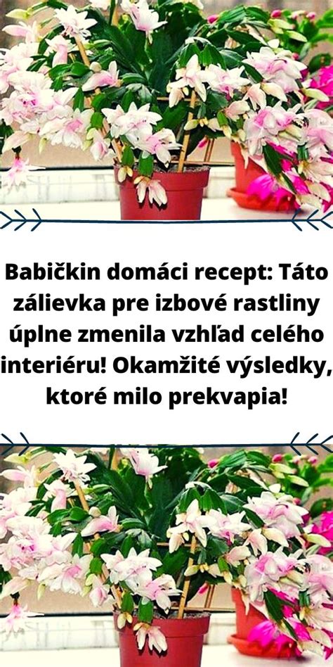 Zálievka a rosenie mandarínkovníka