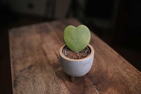 List Hoya kerrii v tvare srdca