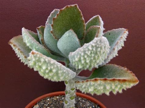Detail sukulentných listov Kalanchoe