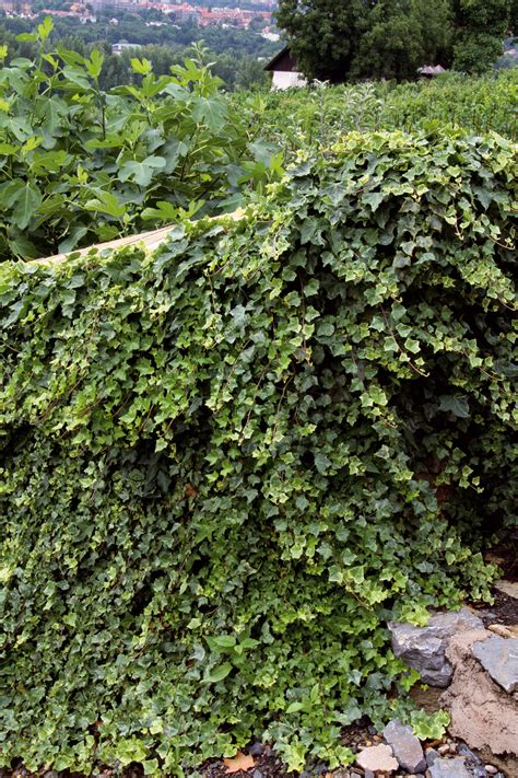 Schéma správnej výsadby brečtanu k opore