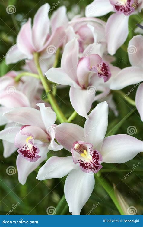 Ilustračná fotografia orchidey Cymbidium