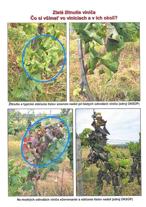 Schéma správneho hnojenia viniča