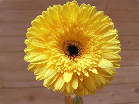 Gerbera kvet