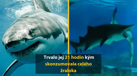 Anatómia pterygopodu samca žraloka